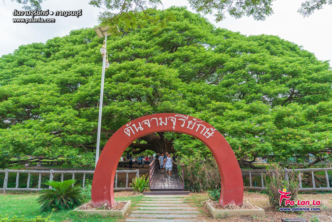 Giant Monkey Pod Tree